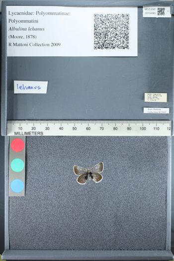 Media type: image;   Entomology 154985